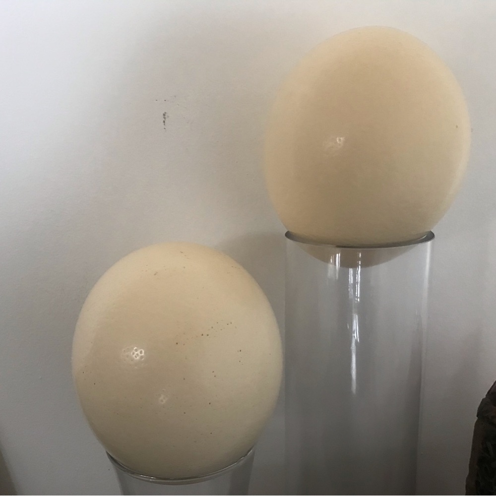 2 ostrich eggs empty inside